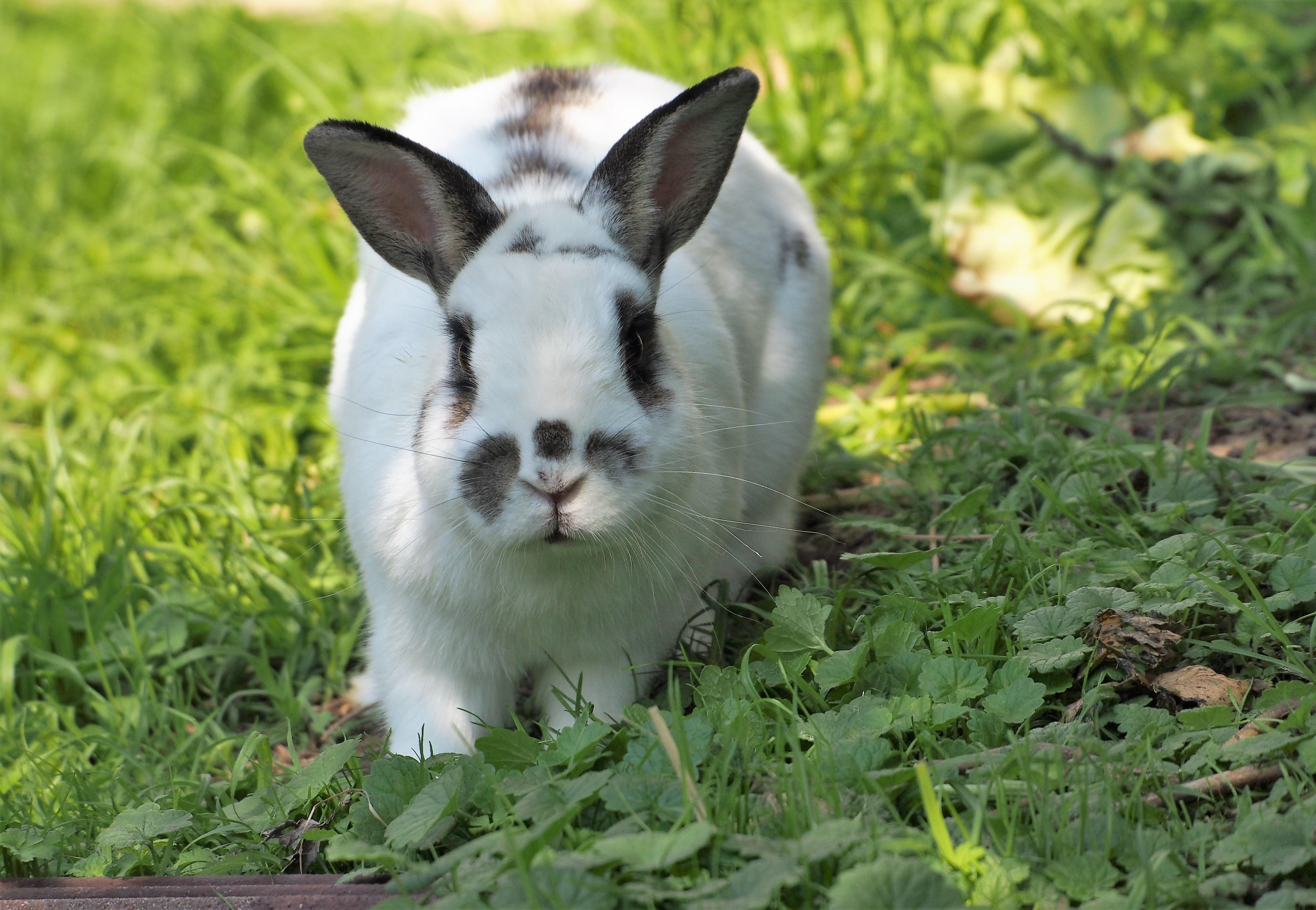 Rabbits as Pets - FOUR PAWS International - Animal Welfare